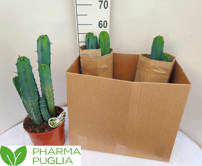 <h4>PACHYCEREUS PRINGLEI</h4>