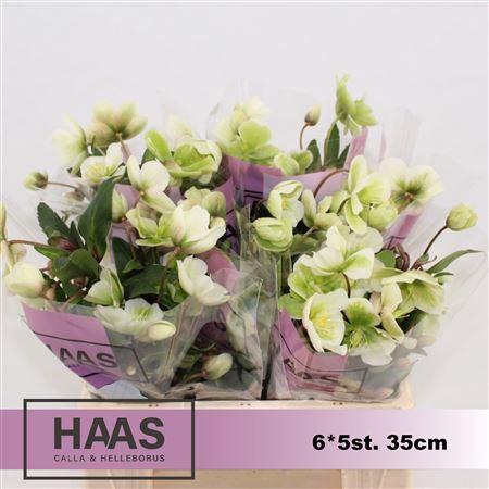 <h4>HELL MAGNIFIC BELLS</h4>