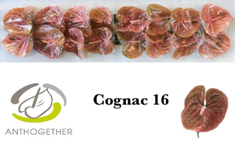 <h4>Anthurium Cognac</h4>