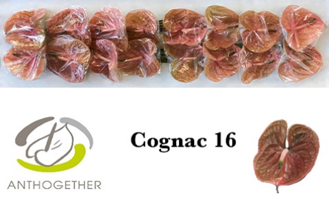 <h4>ANTH A COGNAC 16</h4>