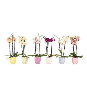 Hugo Pastel Mix Phal Mix 3T18+