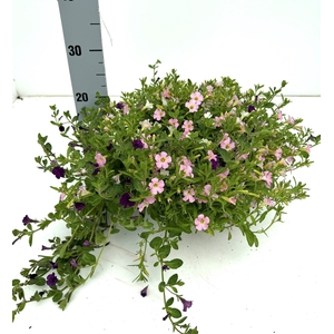 PERKPL GEM IN POT