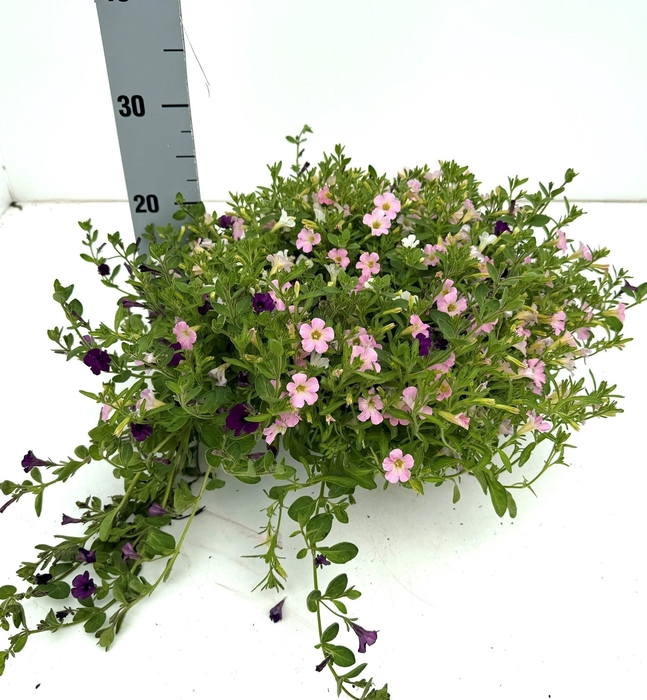 <h4>PERKPL GEM IN POT</h4>