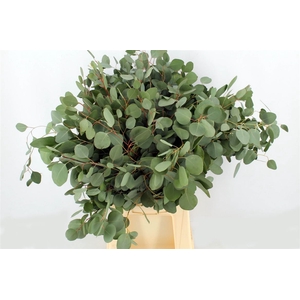 Euca Populus 150gr P Bunch