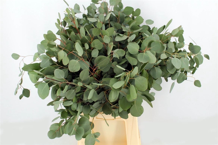 <h4>Euca Populus 150gr P Bunch</h4>