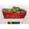 Hypericum Rainbow Romance Spray