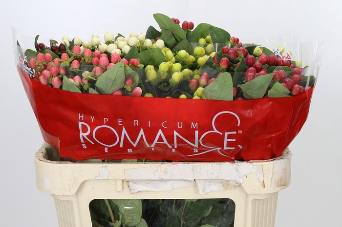 <h4>Hypericum Rainbow Romance Spray</h4>