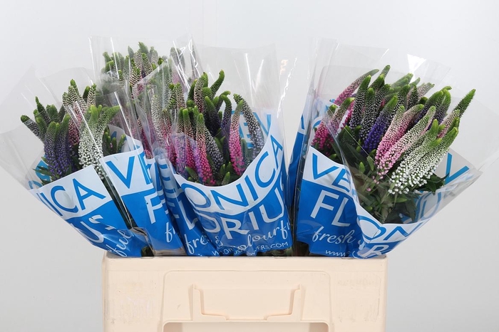 <h4>Veron Smart Col Gem</h4>