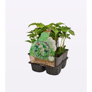 Pachysandra terminalis