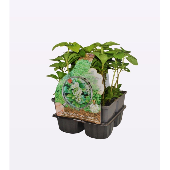 <h4>Pachysandra terminalis</h4>