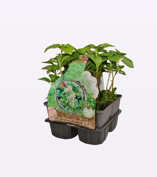 Pachysandra terminalis