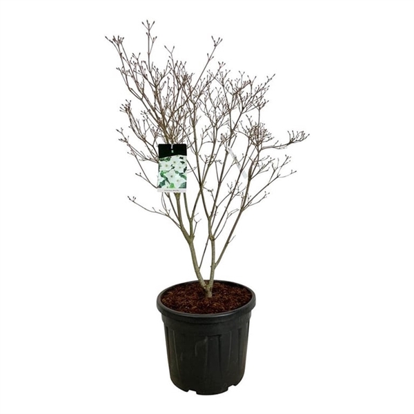 <h4>Cornus kousa 'Milky Way'</h4>