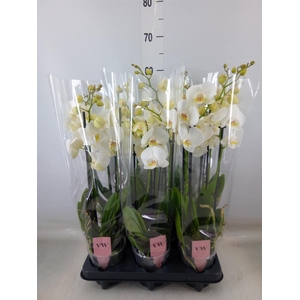 Phalaenopsis  'Ant Inverness'