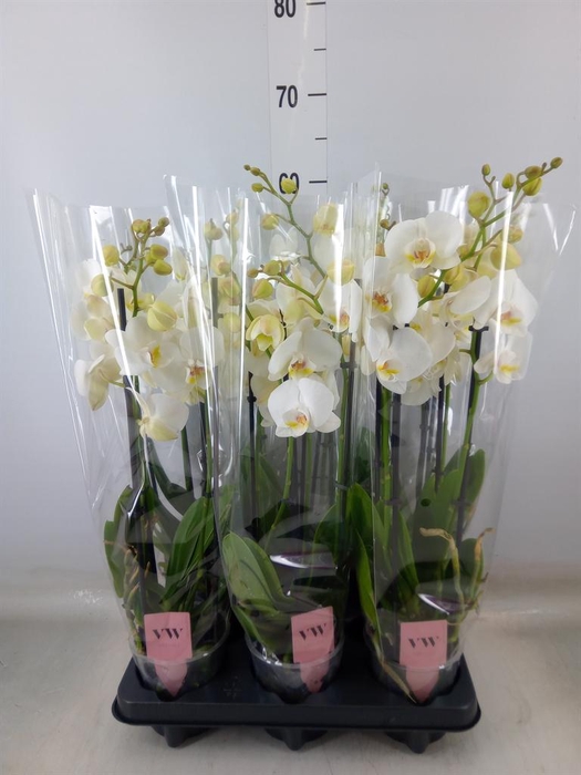 <h4>Phalaenopsis  'Ant Inverness'</h4>