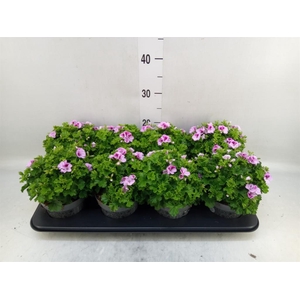Pelargonium gran.   ..
