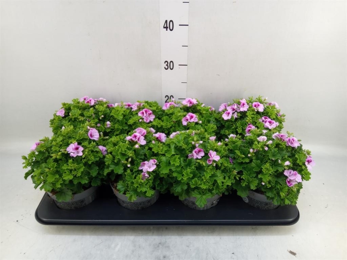 <h4>Pelargonium gran.   ..</h4>