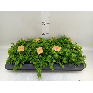 Peperomia rotundifolia