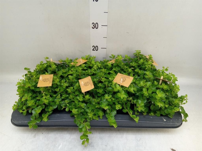 <h4>Peperomia rotundifolia</h4>