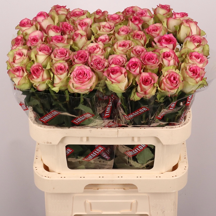 <h4>R GR MONIQUE</h4>