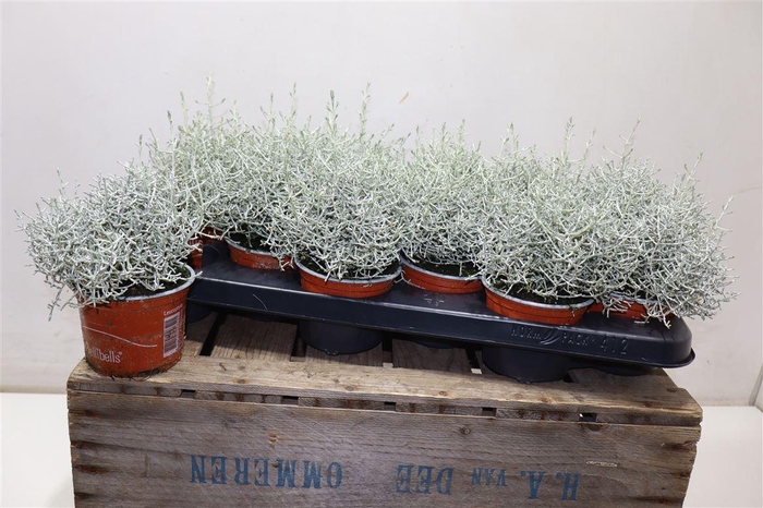 <h4>Leucoph Brownii</h4>