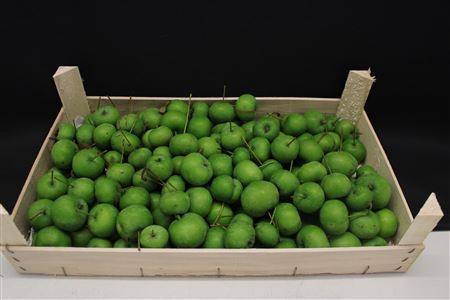 <h4>F Appels Groen X 5kg</h4>