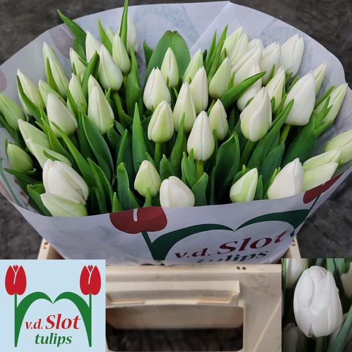 <h4>TU EN UPDATE</h4>