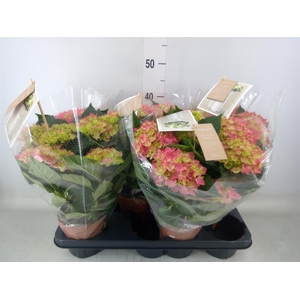 Hydrangea mac. 'Hi Ocean'