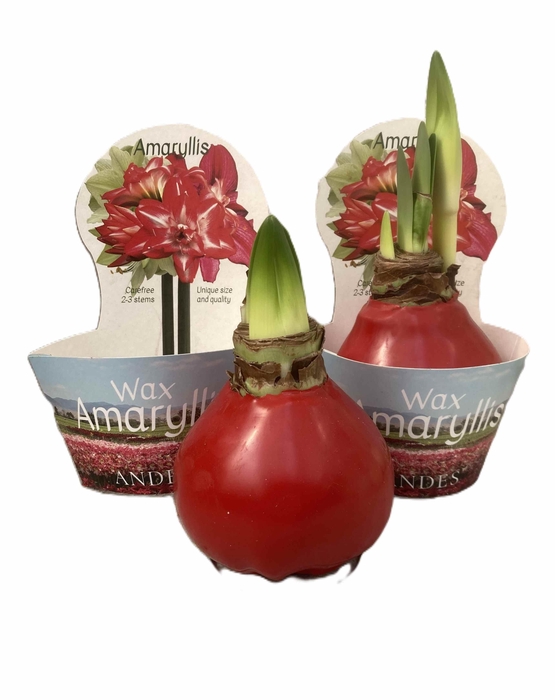 <h4>HIPPEASTRUM-HYBRID P14</h4>