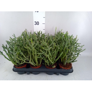 Euphorbia tirucalli