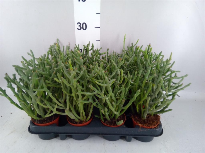 <h4>Euphorbia tirucalli</h4>