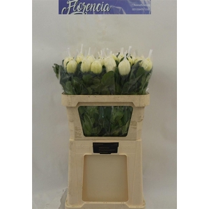 Chr G Vienna White