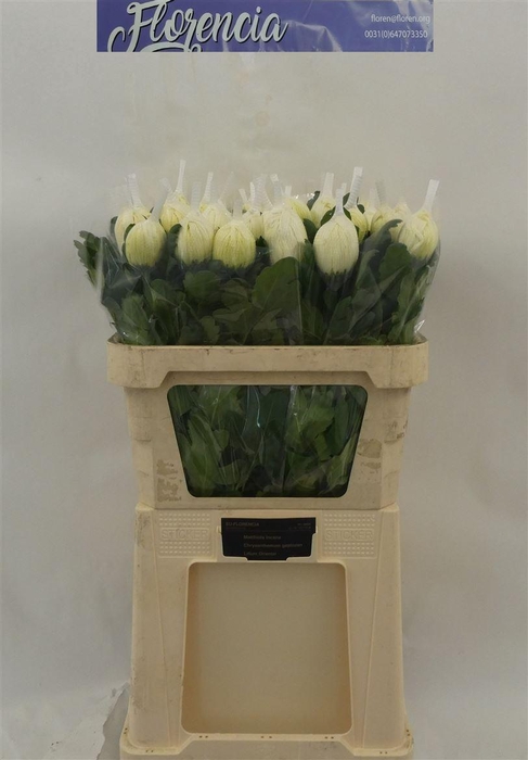 <h4>Chr G Vienna White</h4>