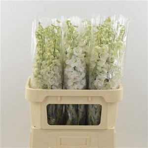 Delphinium Snow White