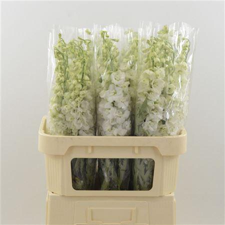 <h4>Delphinium Snow White</h4>