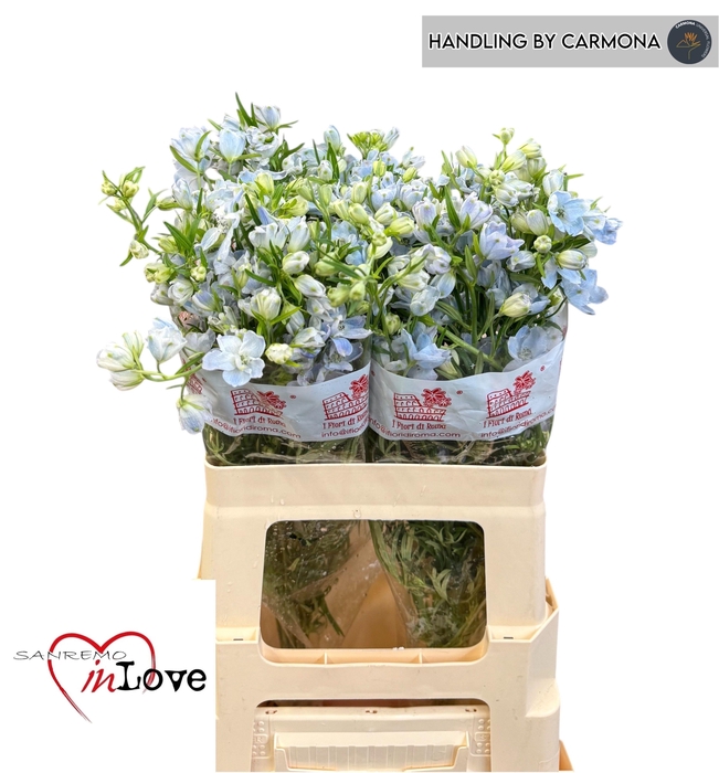 <h4>DELPH EN M SKY BLUE</h4>