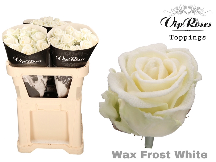 <h4>R GR WAX FROST WHITE x30 998</h4>