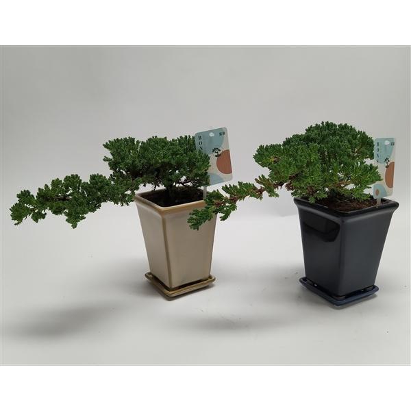<h4>Juniperus Bonsai 'Cascade' 14 cm</h4>