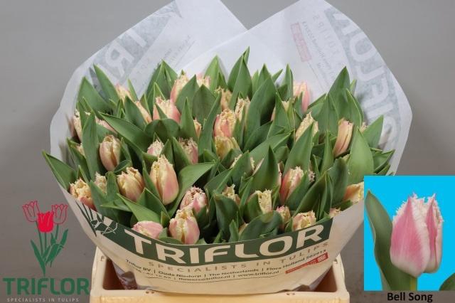 <h4>TU FR BELL SONG</h4>