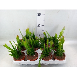 Epiphyllum anguliger