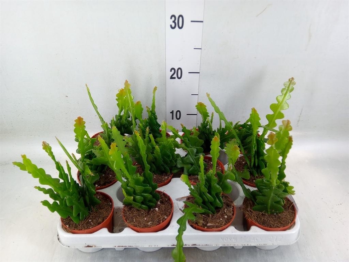 <h4>Epiphyllum anguliger</h4>