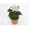 Decorum Chrysanne® Zembla Next White