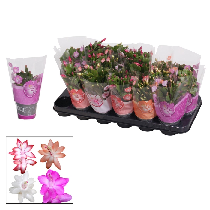 <h4>Schlumbergera gemengd 4 kleuren</h4>