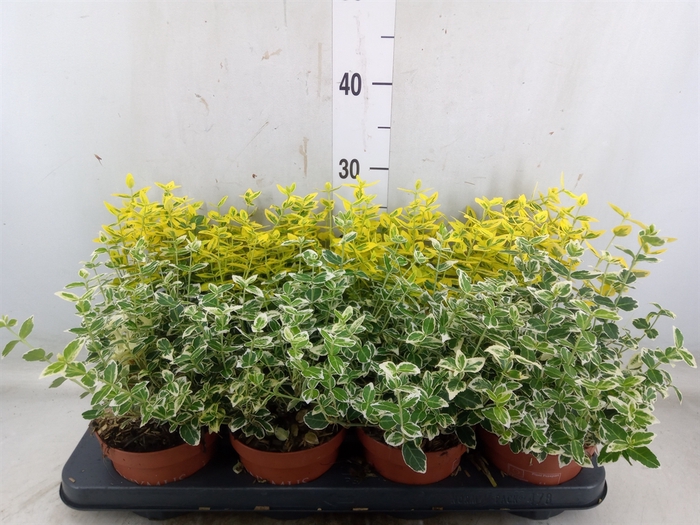 <h4>Euonymus fortunei</h4>
