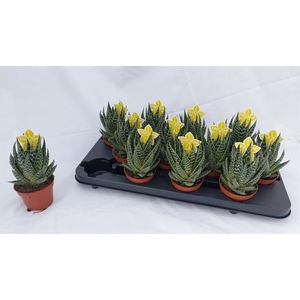 ALOE TIKI TAHI