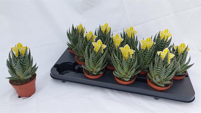 <h4>ALOE TIKI TAHI</h4>