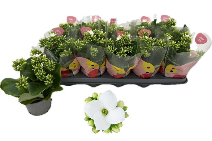 <h4>KAL EN PAULINE</h4>