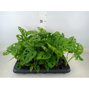 Monstera obliqua 'Monkey Mask'