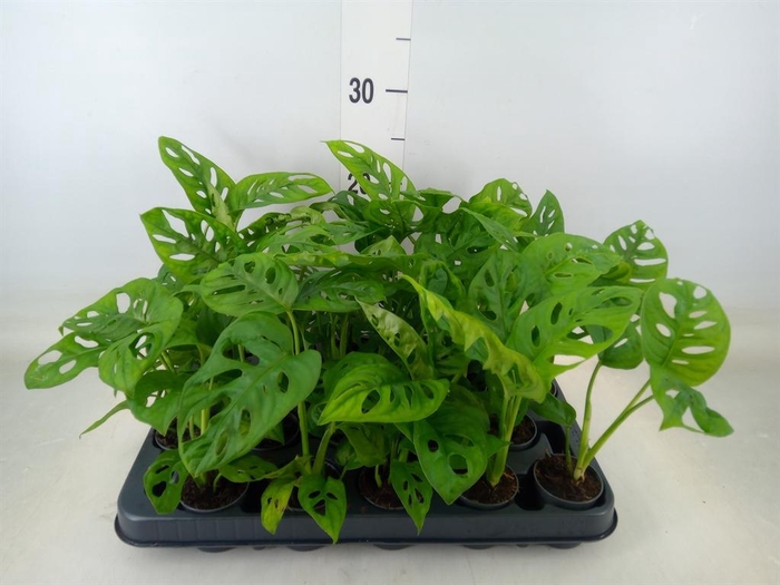 <h4>Monstera obliqua 'Monkey Mask'</h4>