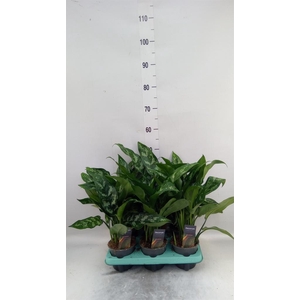 Aglaonema KB 'Maria'