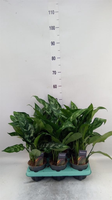 <h4>Aglaonema KB 'Maria'</h4>